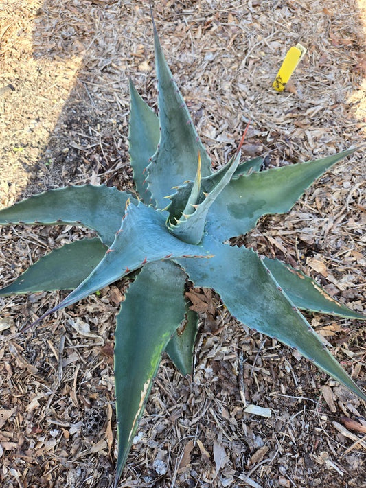 Image of Agave sp. 'Azul Monterrey' taken at Juniper Level Botanic Gdn, NC by JLBG