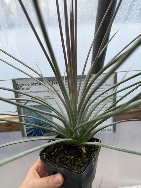 Image of Agave striata 'Live Wires'