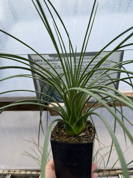 Image of Agave tenuifolia