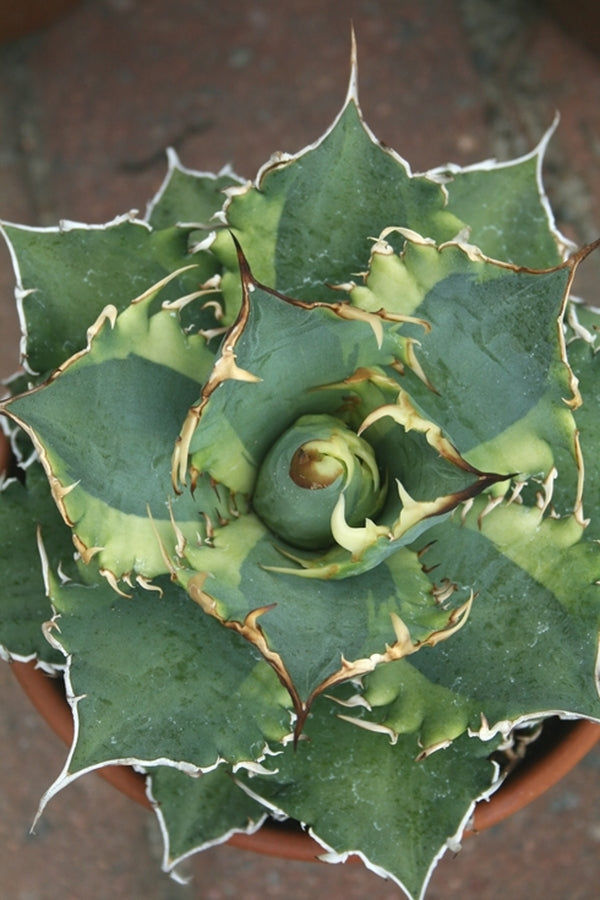 Image of Agave titanota 'Banana Peel' taken at Juniper Level Botanic Gdn, NC by JLBG