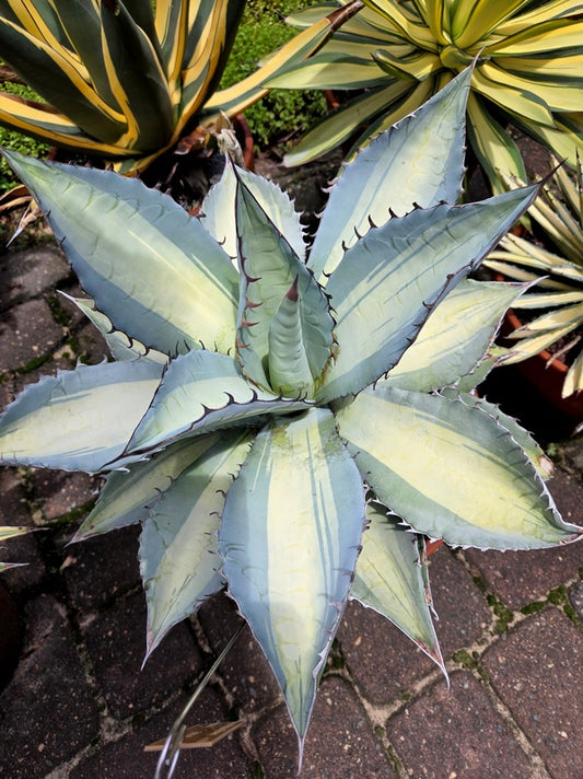 Image of Agave titanota 'Dusty Roads' taken at Juniper Level Botanic Gdn, NC by JLBG