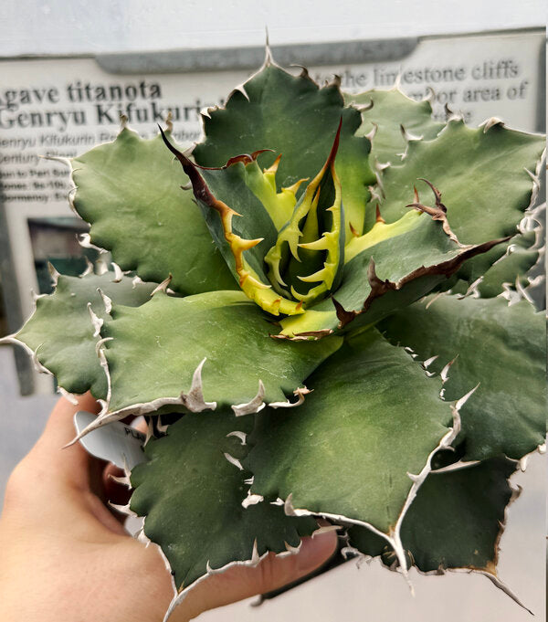 Image of Agave titanota 'Genryu Kifukurin' taken at Winter coloration