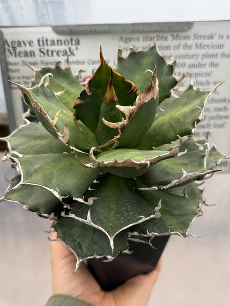 Image of Agave titanota 'Mean Streak'