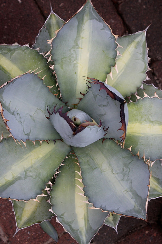 Image of Agave titanota 'X-Rays' taken at Juniper Level Botanic Gdn, NC by JLBG