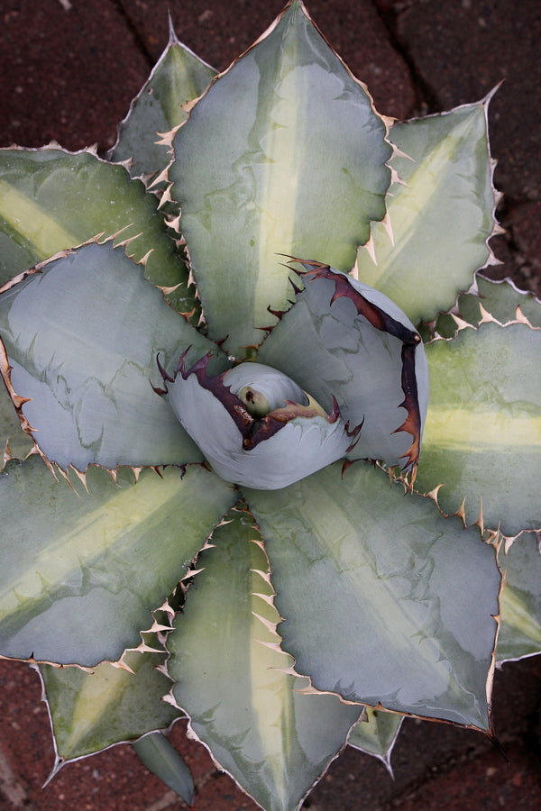 Agave titanota X Rays