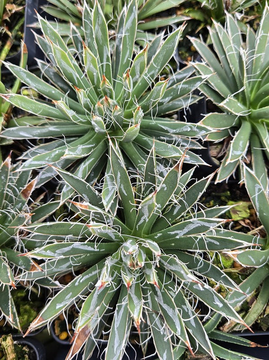 Image of Agave toumeyana 'Parker Creek' taken at Juniper Level Botanic Gdn, NC by JLBG