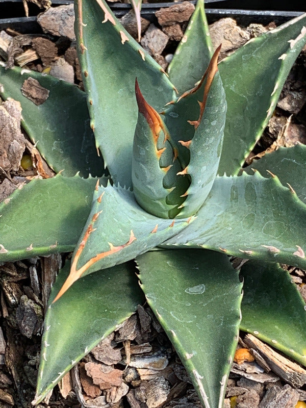 Image of Agave utahensis ssp. kaibabensis taken at Juniper Level Botanic Gdn, NC by C. Hardison