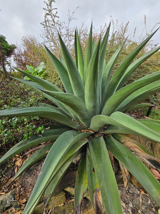 Image of Agave x victoferox 'Upstanding' taken at Juniper Level Botanic Gdn, NC by JLBG