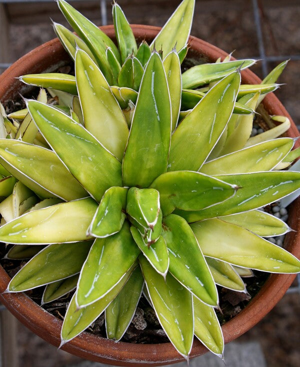 Image of Agave victoriae-reginae 'Golden Surprise' taken at Juniper Level Botanic Gdn, NC by JLBG
