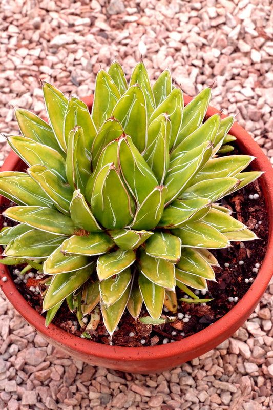 Image of Agave victoriae-reginae 'Golden Surprise' taken at Juniper Level Botanic Gdn, NC by JLBG