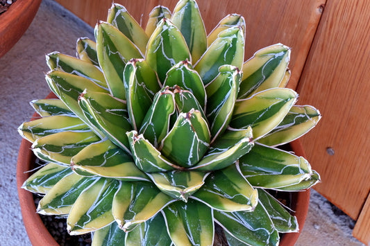Image of Agave victoriae-reginae 'Kizan' taken at Juniper Level Botanic Gdn, NC by JLBG