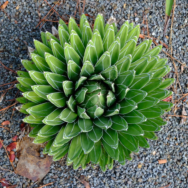 porcupine succulent Agave victoriae reginae Porcupine