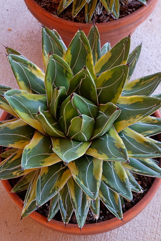 Image of Agave victoriae-reginae 'Tora Fu' taken at Juniper Level Botanic Gdn, NC by JLBG