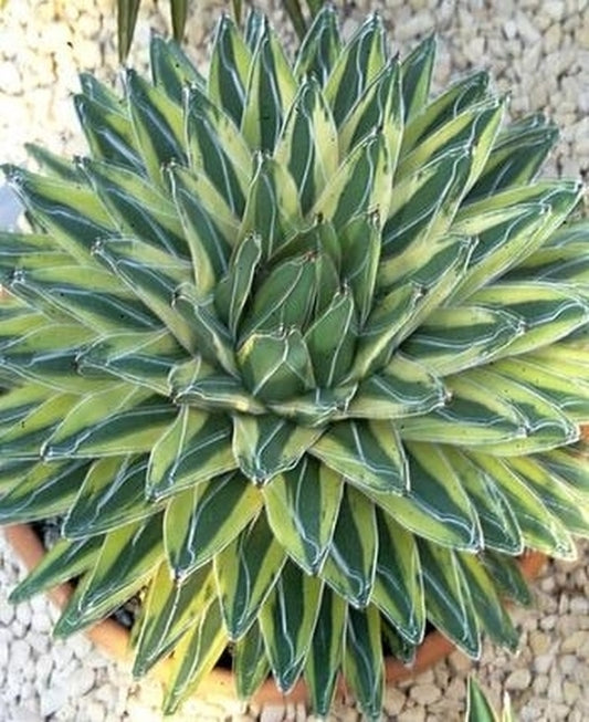 Image of Agave victoriae-reginae 'Kazo Bana' taken at Texas Gdn by H. Hansen