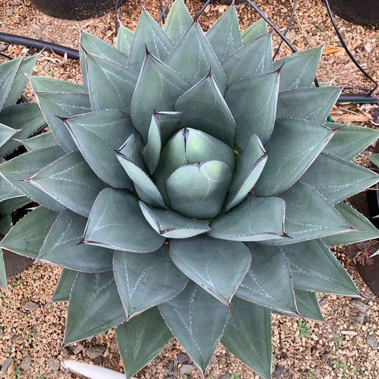 Image of Agave x victorifolia 'Sho-Time' taken at Rancho Tissue Technologies, CA by Rancho Tissue Technologies