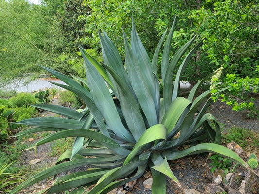 Image of Agave weberi 'Stone Cold Austin' taken at South Carolina Botanical Gdn, SC by JLBG