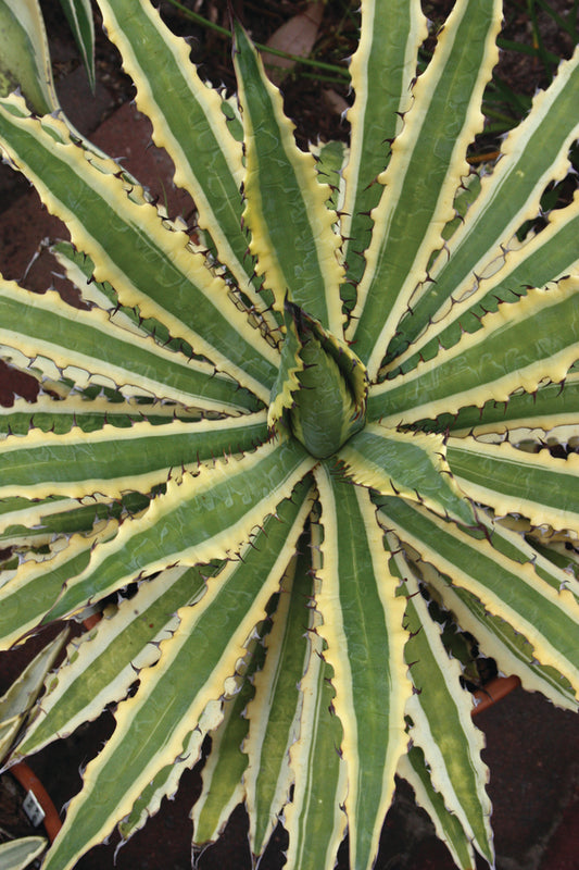 Image of Agave xylonacantha 'Frostbite' taken at Juniper Level Botanic Gdn, NC by JLBG