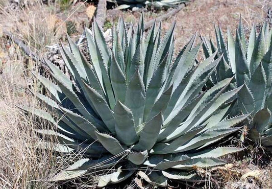Image of Agave x yavapaiensis 'Verde Valley' taken at In Situ by Ron Parker
