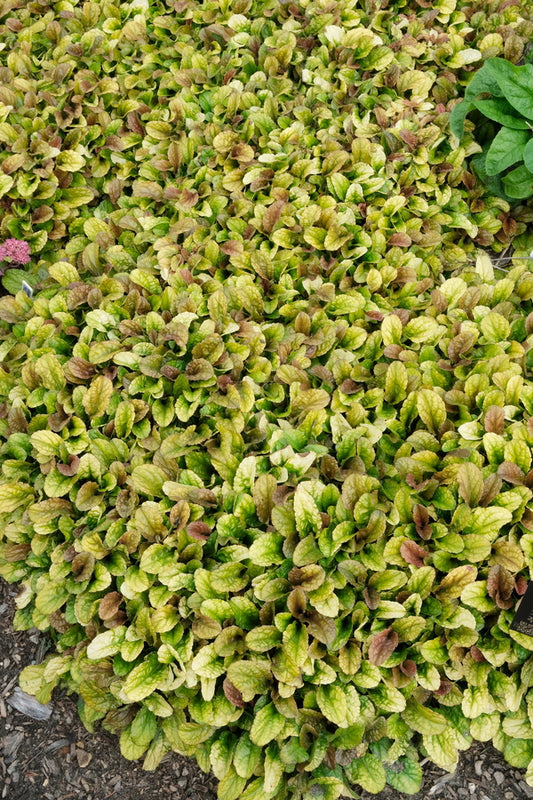 Image of Ajuga 'Parrot Paradise' taken at Juniper Level Botanic Gdn, NC by JLBG
