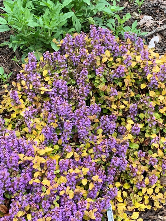 Image of Ajuga 'Pleasant Pheasant' PPAF taken at Juniper Level Botanic Gdn, NC by C. Hardison