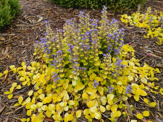 Image of Ajuga 'Tropical Toucan' taken at Juniper Level Botanic Gdn, NC by JLBG