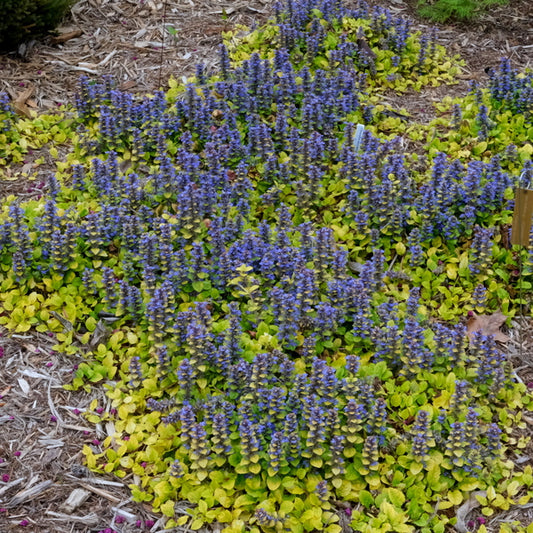 Image of Ajuga 'Tropical Toucan' taken at Juniper Level Botanic Gdn, NC by JLBG