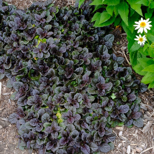 Image of Ajuga reptans 'Black Scallop' taken at Juniper Level Botanic Gdn, NC by JLBG