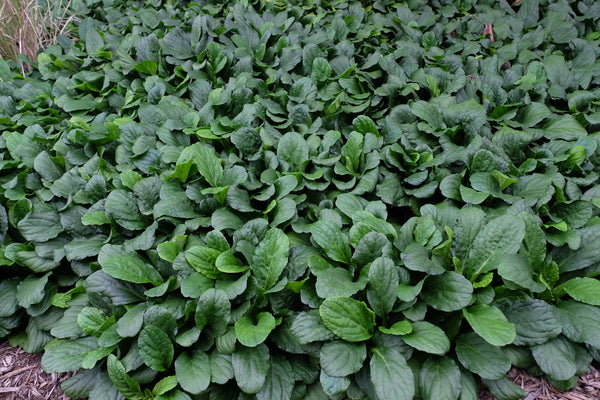 Image of Ajuga reptans 'Texas Tough' taken at Juniper Level Botanic Gdn, NC by JLBG