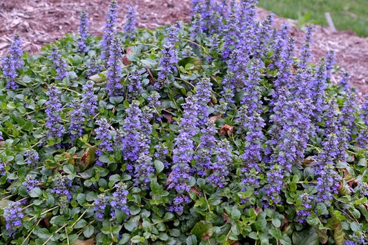 Image of Ajuga reptans 'Texas Tough' taken at Juniper Level Botanic Gdn, NC by JLBG