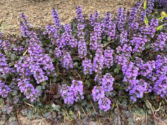 Image of Ajuga reptans 'XXL' taken at Juniper Level Botanic Gdn, NC by JLBG