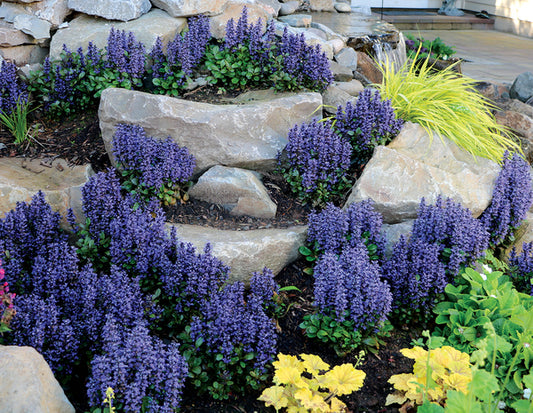 Image of Ajuga tenorei 'Blueberry Muffin' PP 22,092 taken at Terra Nova Nurseries, OR by Terra Nova Nurseries