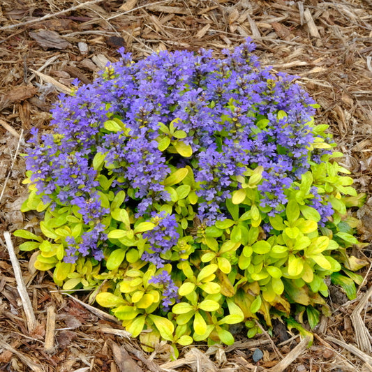 Image of Ajuga tenorei 'Cordial Canary' taken at Juniper Level Botanic Gdn, NC by JLBG