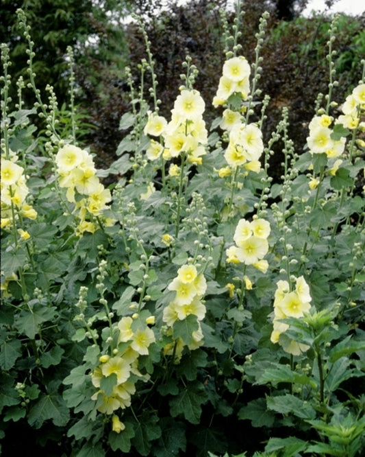Image of Alcea rugosa taken at Juniper Level Botanic Gdn, NC by JLBG