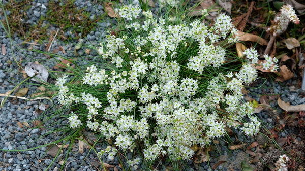 Image of Allium virgunculae 'Alba' taken at Juniper Level Botanic Gdn, NC by JLBG