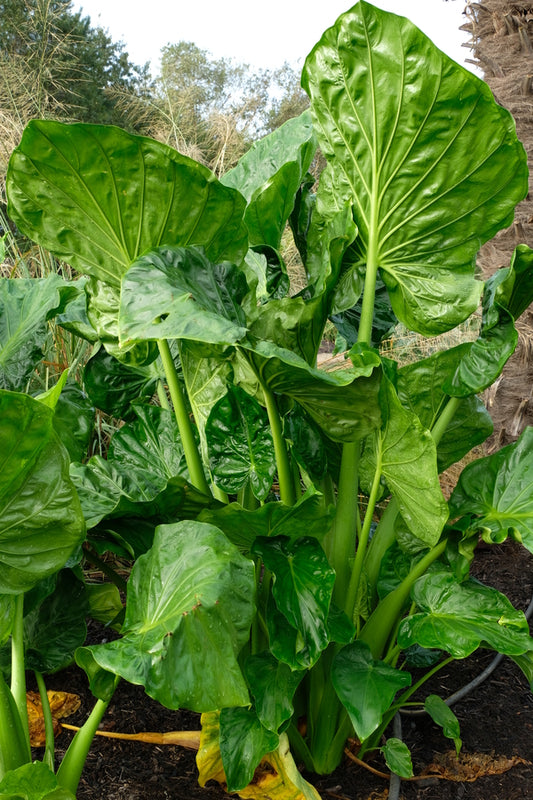 Image of Alocasia 'Architexture' taken at Juniper Level Botanic Gdn, NC