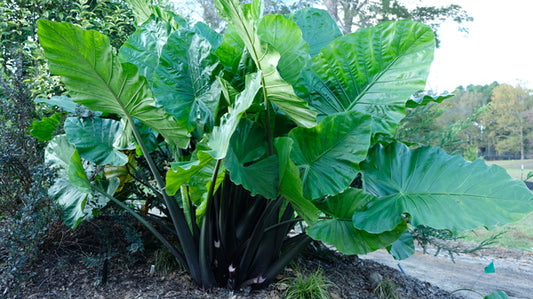 Image of Alocasia 'Dark Star' PP 29,870 taken at Juniper Level Botanic Gdn, NC by JLBG