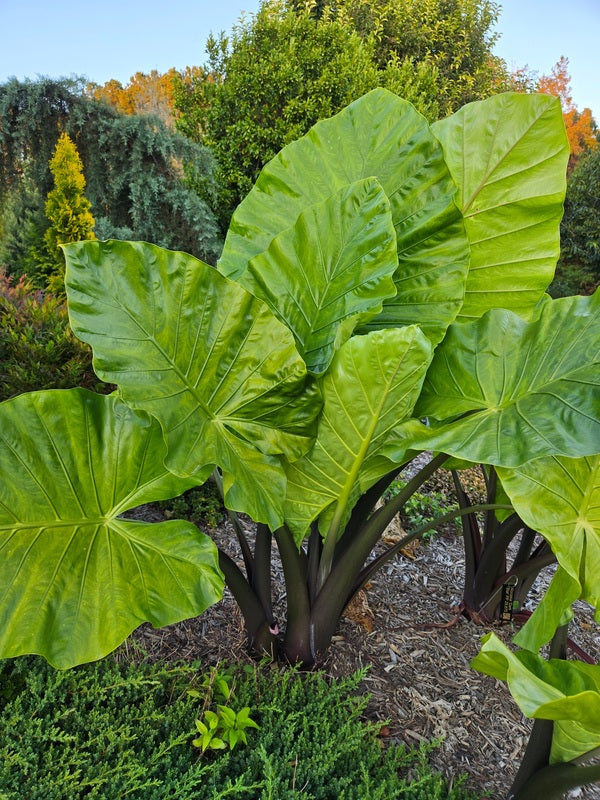 Image of Alocasia 'Dark Star' PP 29,870 taken at Juniper Level Botanic Garden, Raleigh NC by JLBG