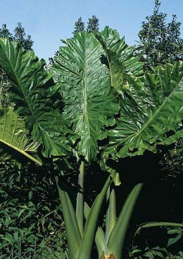 hybrid elephant ear plant Alocasia Portodora