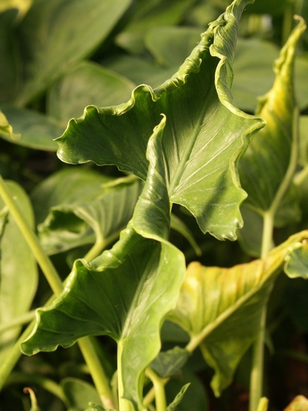 philodendron cucullata Alocasia cucullata Crinkles