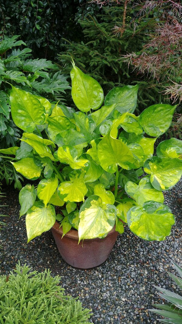 Image of Alocasia cucullata 'Moon Landing' taken at Juniper Level Botanic Gdn, NC by JLBG