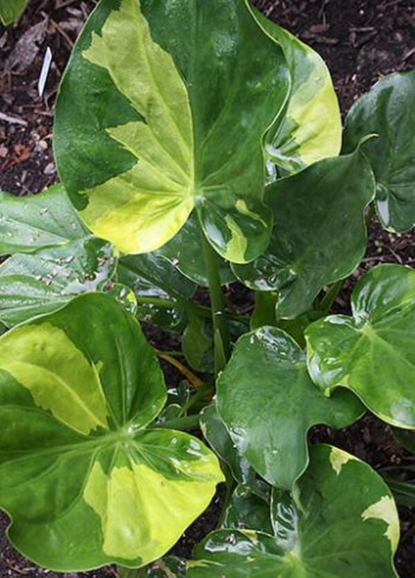 Image of Alocasia cucullata 'Yellow Tail' taken at Juniper Level Botanic Gdn, NC by JLBG
