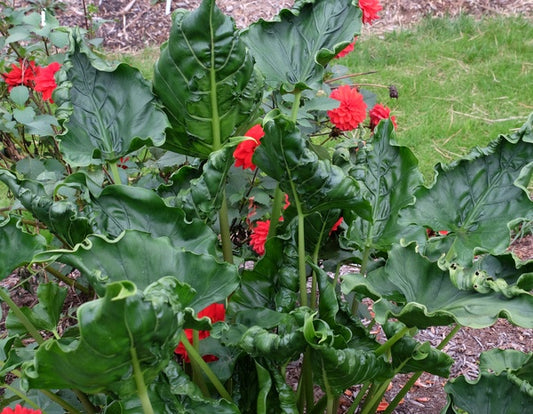 Image of Alocasia macrorrhizos 'Shock Treatment' taken at Juniper Level Botanic Gdn, NC by JLBG