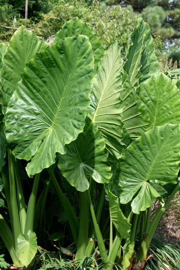 Alocasia macrorrhizos