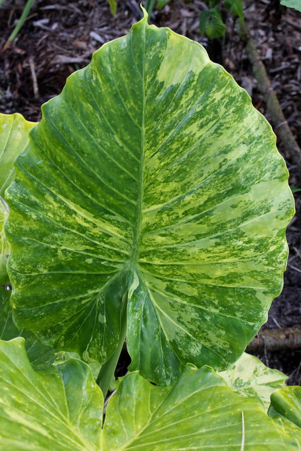 Learn about Alocasia odora 'Tropical Mist' | Tropical Mist