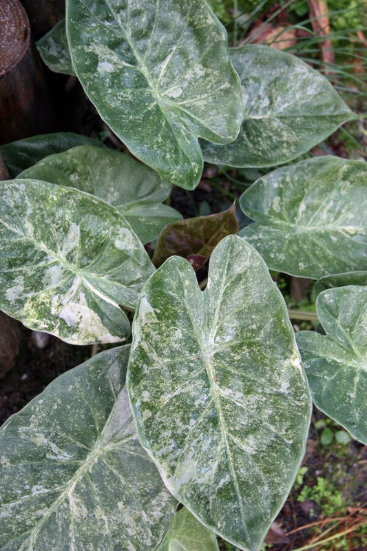 Image of Alocasia wentii 'Vintage Silver' taken at Juniper Level Botanic Gdn, NC by JLBG