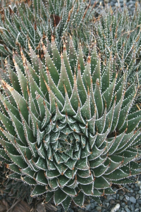 Image of Aloe aristata taken at Juniper Level Botanic Gdn, NC by JLBG