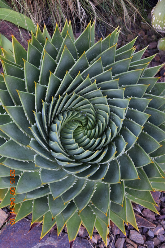 Image of Aloe polyphylla taken at K. Griffin Gdn, CA by JLBG
