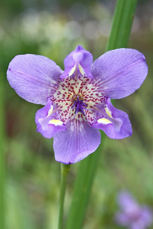 Image of Alophia drummondii taken at Juniper Level Botanic Gdn, NC by JLBG