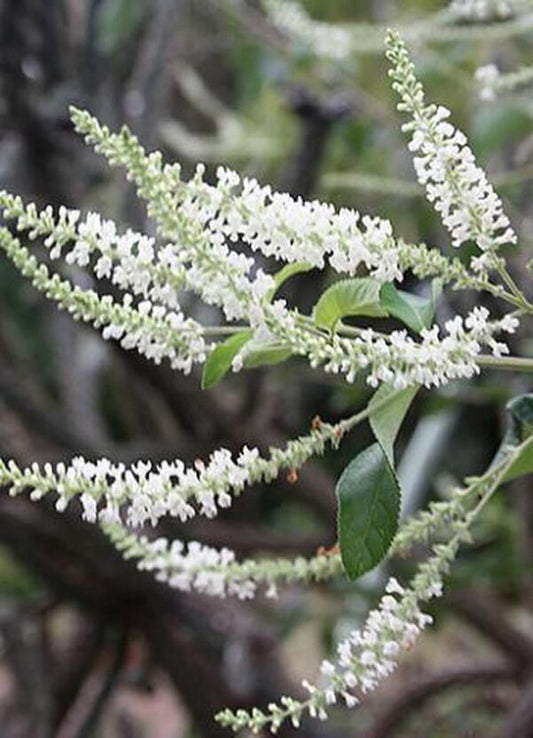 Image of Aloysia virgata taken at Juniper Level Botanic Gdn, NC by JLBG