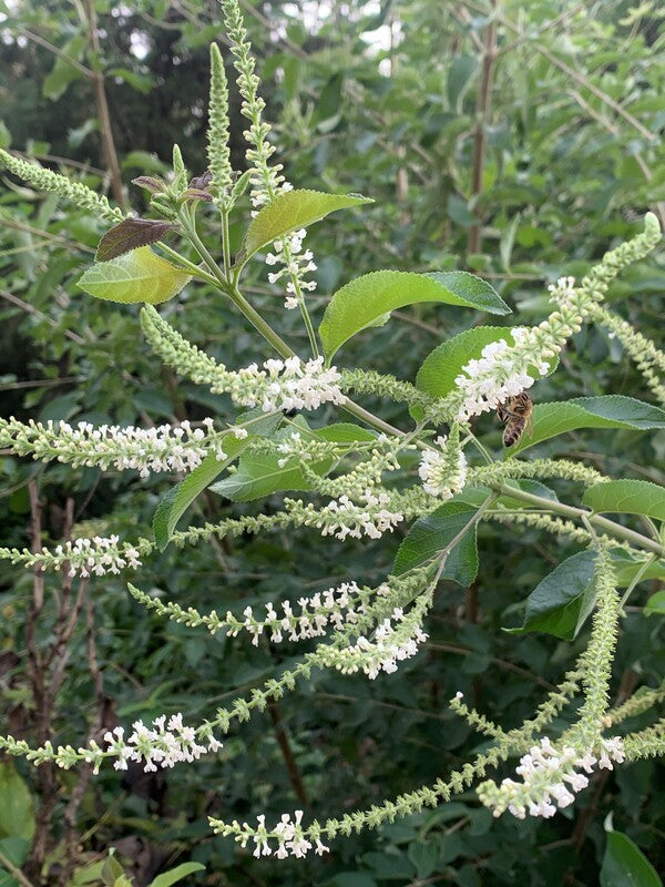 Image of Aloysia virgata taken at Juniper Level Botanic Gdn, NC by C. Hardison